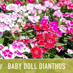 Baby Doll Dianthus Flower Seeds Heirloom Seeds, Chinese Pinks, Edible Flower Seeds, Ground Cover, Open Pollinated, Non-GMO image 7