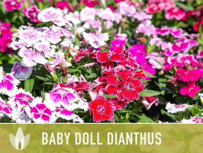 Baby Doll Dianthus Flower Seeds Heirloom Seeds, Chinese Pinks, Edible Flower Seeds, Ground Cover, Open Pollinated, Non-GMO image 7