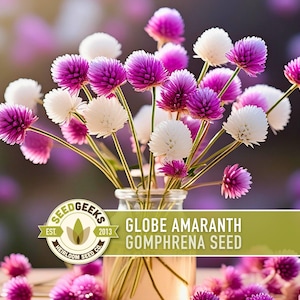 May include: A display of globe amaranth flowers in a glass vase. The flowers feature bright purple and white spherical blooms. The image includes the text "Globe Amaranth Gomphrena Seed" and the Seed Geeks logo.