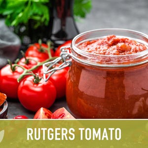 Rutgers Heirloom Tomato Seeds | Organic Garden, Canning & Soup | Open Pollinated, Non-GMO, Disease-Resistant | 50+ Seeds image 7