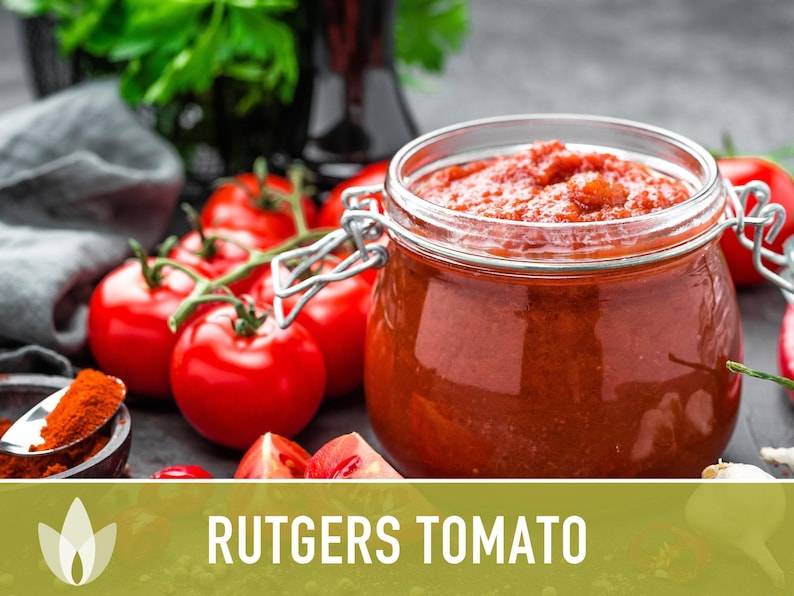 Rutgers Heirloom Tomato Seeds | Organic Garden, Canning & Soup | Open Pollinated, Non-GMO, Disease-Resistant | 50+ Seeds image 7