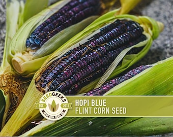 Hopi Blue Corn Heirloom Seeds - Non-GMO, Open Pollinated