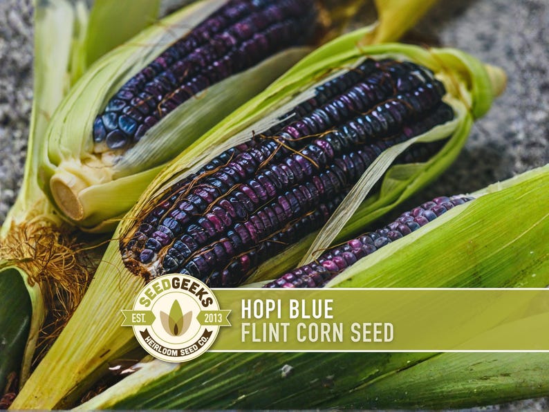 a close-up view of several ears of Hopi Blue flint corn seeds, with their vibrant purple and blue hues visible. The seeds are nestled within the green leaves of the corn stalks, creating a visually appealing contrast. The image also includes text that reads "SEOGEEKS EST. 2013 HOPI BLUE FLINT CORN SEED", indicating the brand and variety of the seeds.