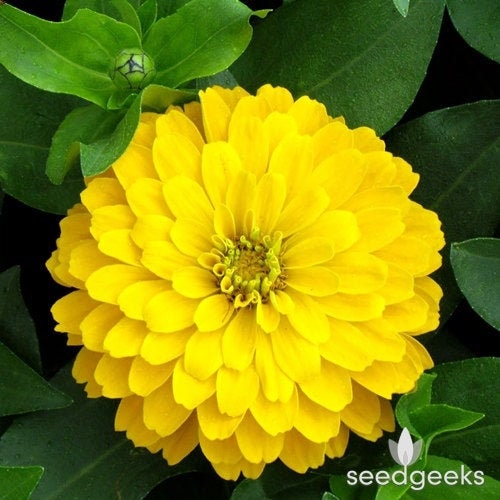 Zinnia, Canary Bird Heirloom Seeds, Flower Seeds