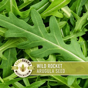 May include: Close-up of fresh, green arugula leaves. The image features a dense arrangement of the leafy greens, showcasing their distinctive shape and texture. A banner with the text "Wild Rocket Arugula Seed" and a logo for Seed Geeks is visible.