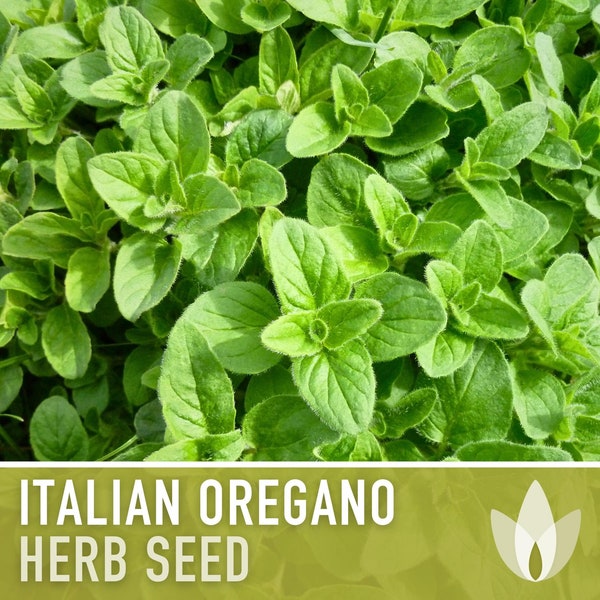 Oregano, Common (Vulgare) Herb Heirloom Seeds - Open Pollinated, Non-GMO