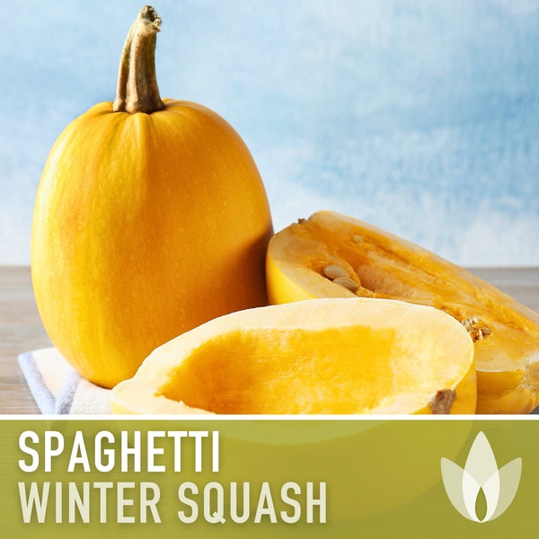Vegetable Spaghetti Winter Squash Heirloom Seeds - Pasta Substitute, Vining, Open Pollinated, Non-GMO