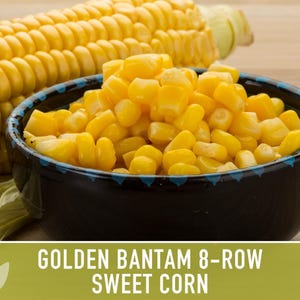 Golden Bantam Sweet Corn Seeds | 50+ Seeds, Non-GMO, Open Pollinated, Heirloom, Zea mays image 9