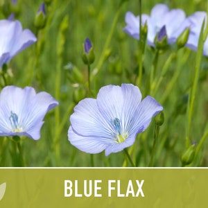 Blue Flax Wildflower Heirloom Seeds, Flower Seeds, Wildflower image 9