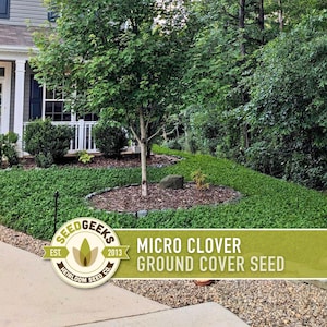 Micro Clover Seeds | 100,000+ Seeds 4 oz, Lawn Alternative, Drought Tolerant | Trifolium repens image 1