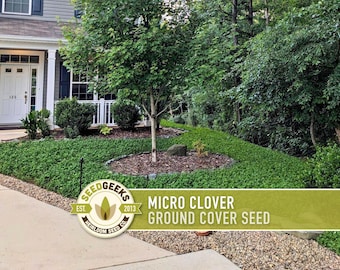 Micro Clover Seeds | 100,000+ Seeds 4 oz, Lawn Alternative, Drought Tolerant | Trifolium repens