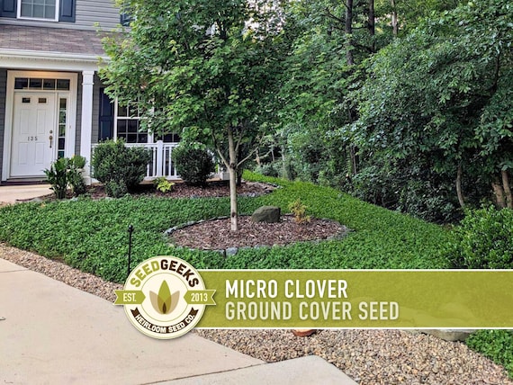 Micro Clover Seeds | 100,000+ Seeds 4 oz, Lawn Alternative, Drought Tolerant | Trifolium repens