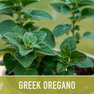 Greek Oregano Herb Heirloom Seeds - Open Pollinated, Non-GMO image 4