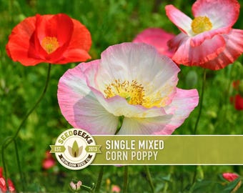 Mixed Corn Poppy Seeds, Heirloom Flower Seeds
