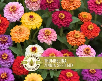 May include: A vibrant assortment of Thumbelina Zinnia flowers in shades of pink, red, orange, yellow, and purple. The image features a variety of fully bloomed zinnias with green foliage. The text "Thumbelina Zinnia Seed Mix" is displayed on a green banner.