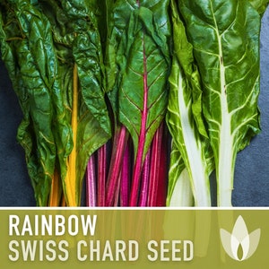Rainbow Swiss Chard Heirloom Seeds - Edible Landscaping, Spinach Substitute, Open Pollinated, Non-GMO
