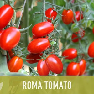 Roma Tomato Heirloom Seeds Paste Tomato, Seed Packet, Non-GMO, Open Pollinated image 7