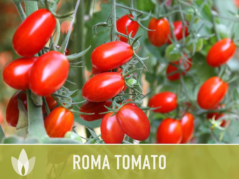 Roma Tomato Heirloom Seeds Paste Tomato, Seed Packet, Non-GMO, Open Pollinated image 7