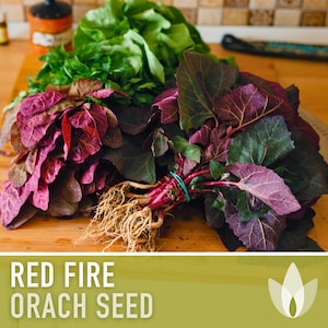 May include: A bunch of red fire orach, a leafy green vegetable, with roots, on a wooden cutting board. The text "RED FIRE ORACH SEED" is displayed on a green background.