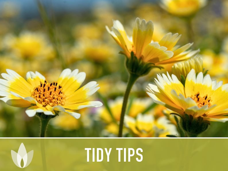 Tidy Tips Tidy Tips Flower Seeds – Heirloom Southwest Native Yellow Daisy - Etsy