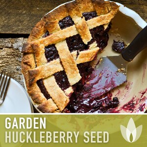 Garden Huckleberry Seeds - Heirloom, Non-GMO | 20+ Seeds image 5