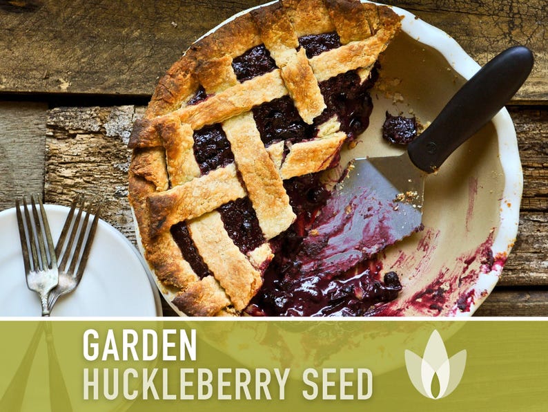 Garden Huckleberry Seeds - Heirloom, Non-GMO | 20+ Seeds image 5