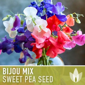 Sweet Pea, Bijou Dwarf Flower Mix Seeds - Heirloom Seeds, Ornamental Flower Seeds, Pollinator Garden, Open Pollinated, Non-GMO