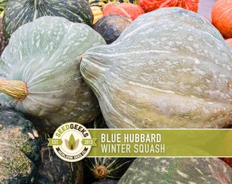 Blue Hubbard Winter Squash Seeds - Heirloom, Non-GMO