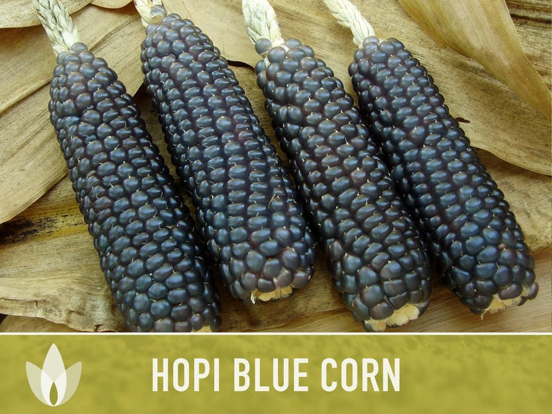 Hopi Blue Corn Heirloom Seeds - Non-GMO, Open Pollinated image 10