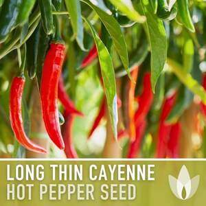 Cayenne Pepper Seeds - Long Thin Red Hot Peppers, Non-GMO image 4