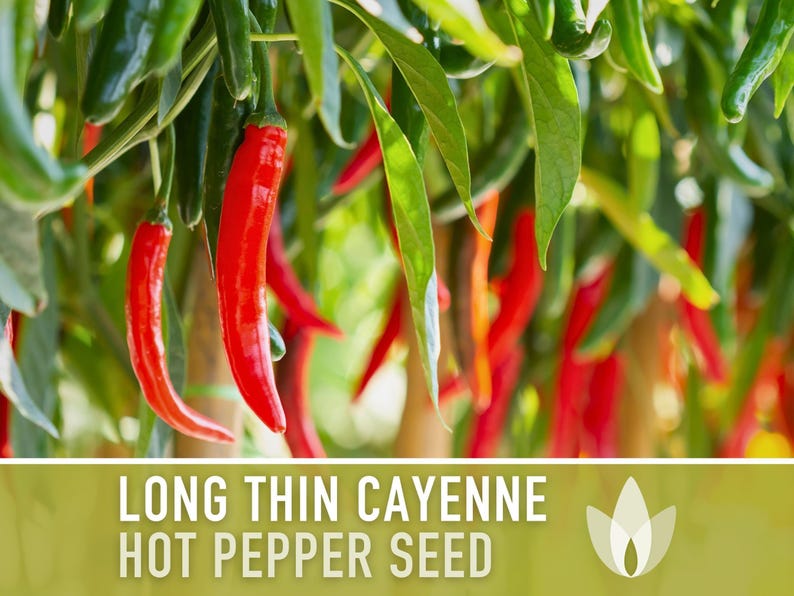 Cayenne Pepper Seeds - Long Thin Red Hot Peppers, Non-GMO image 4