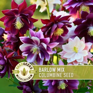 May include: A colourful arrangement of Barlow Mix Columbine flowers in deep burgundy, purple, pink, and white. The flowers have multiple layers of petals and yellow centres. The image includes the text "Barlow Mix Columbine Seed".