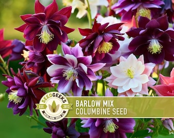 Barlow Columbine Flower Seeds | 20+ heirloom double blooms, star-shaped, vibrant colors, perennial, Aquilegia vulgaris