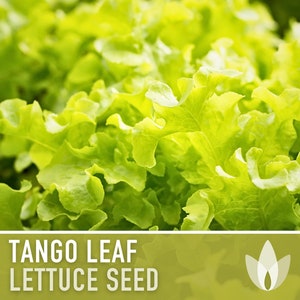 Tango Leaf Lettuce Seeds - Heirloom Seeds, Oakleaf Lettuce, Container Garden, Cold Tolerant, Open Pollinated, Non-GMO