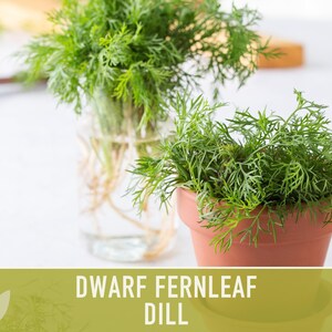Dwarf Fernleaf Dill Seeds | 40+ Seeds, Heirloom, Culinary & Medicinal Herb, Butterfly Host | Anethum graveolens image 7
