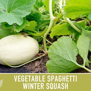 Vegetable Spaghetti Winter Squash Heirloom Seeds image 10