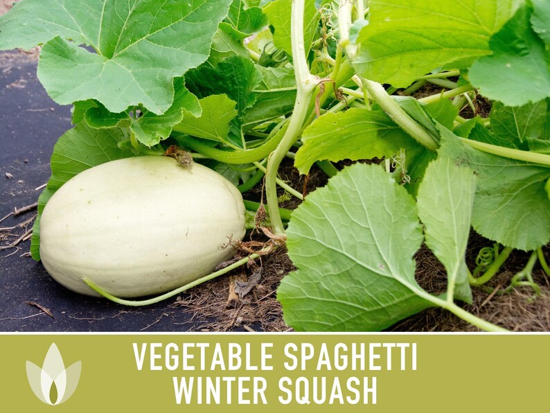 Vegetable Spaghetti Winter Squash Heirloom Seeds image 10