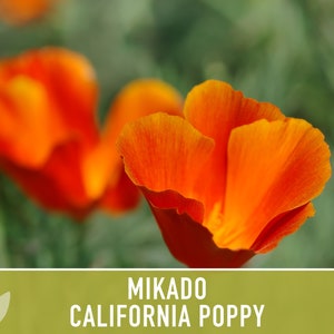 Mikado California Poppy Heirloom Seeds Flower Seeds, Cool Weather Seeds, Flowers, Flower Mix, California image 5