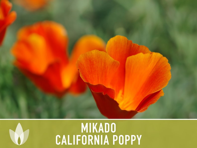 Mikado California Poppy Heirloom Seeds Flower Seeds, Cool Weather Seeds, Flowers, Flower Mix, California image 5