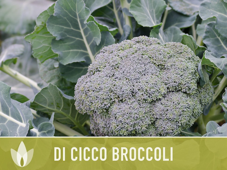 Di Cicco Broccoli Seeds - Heirloom, Organic, Non-GMO image 10