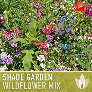 Shade Garden Wildflower Seed Mix Seed Packets, Heirloom Seeds, Flower Seeds, Non GMO, Open Pollinated image 1