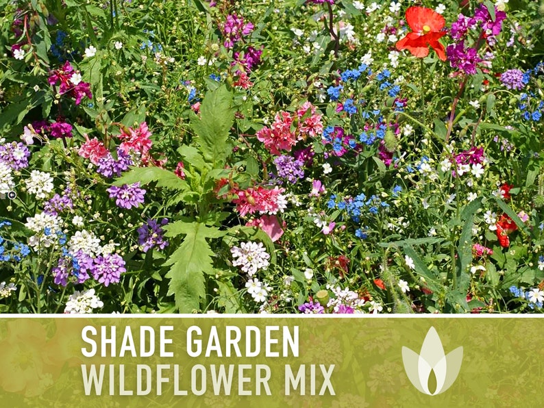 Shade Garden Wildflower Seed Mix Seed Packets, Heirloom Seeds, Flower Seeds, Non GMO, Open Pollinated image 1