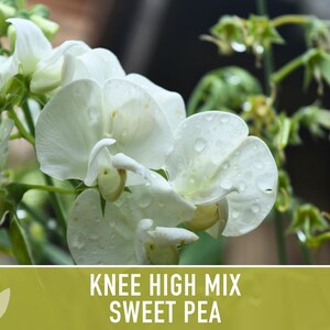 Sweet Pea Seeds, Knee High Flower Mix, Lathyrus Odoratus image 7