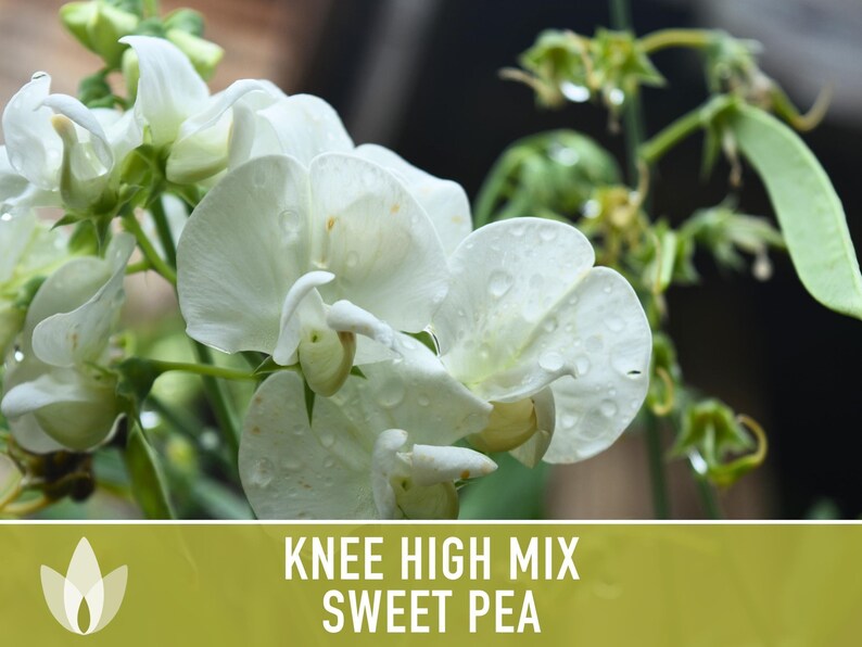 Sweet Pea Seeds, Knee High Flower Mix, Lathyrus Odoratus image 7