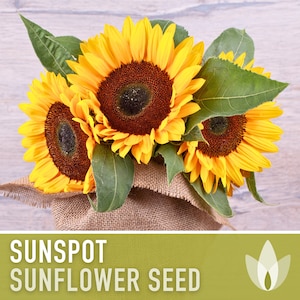 Sunspot Sunflower Seeds - Heirloom Seeds, Dwarf Sunflower, Childrens Garden, Bouquet Flowers, Helianthus Annuus, Container Garden, Non-GMO