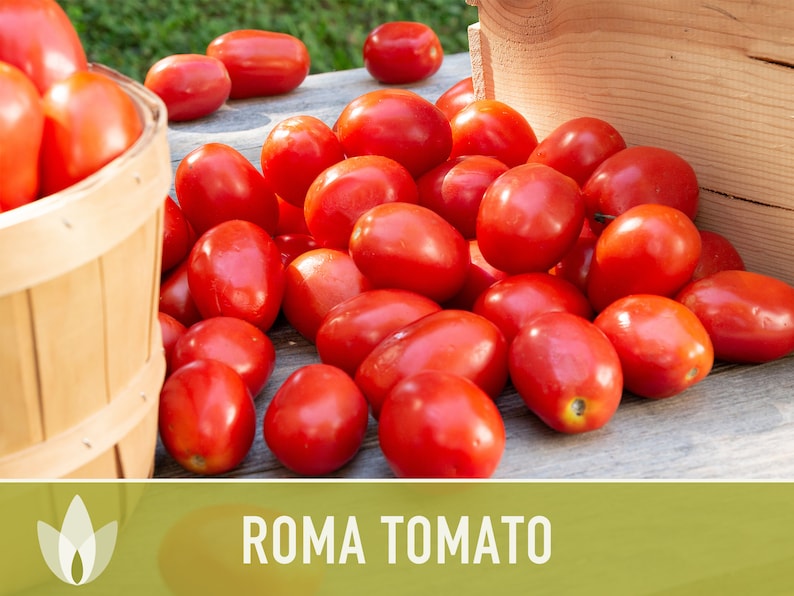 Roma Tomato Heirloom Seeds Paste Tomato, Seed Packet, Non-GMO, Open Pollinated image 4