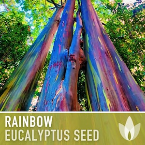 Eucalyptus Rainbow Gum Tree - 100 Seeds - Heirloom Seeds, Indonesian Gum, Fast Growing, Ornamental, Shade Tree, Eucalyptus Deglupta, Non-GMO