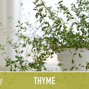 Thyme Herb Seeds | 200+ Seeds, Heirloom, Organic, Culinary, Medicinal, Rare, Perennial, Thymus vulgaris image 9