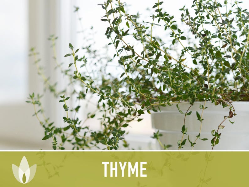 Thyme Herb Seeds | 200+ Seeds, Heirloom, Organic, Culinary, Medicinal, Rare, Perennial, Thymus vulgaris image 9