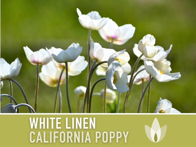 White Linen California Poppy Seeds – Creamy White Flowers image 4